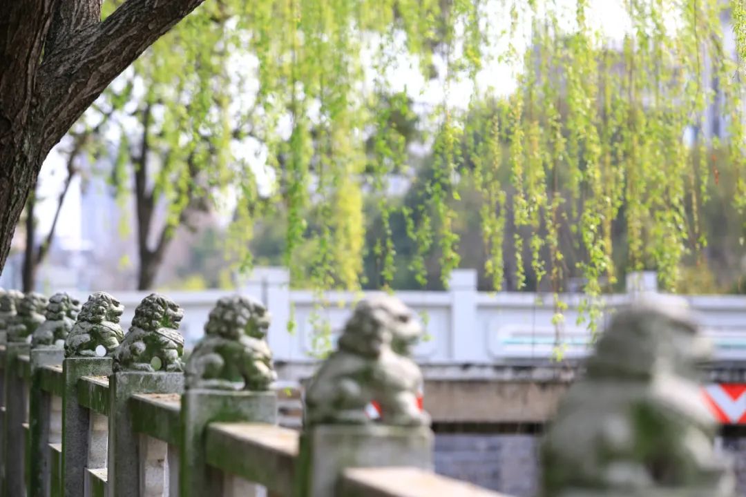 正文图片