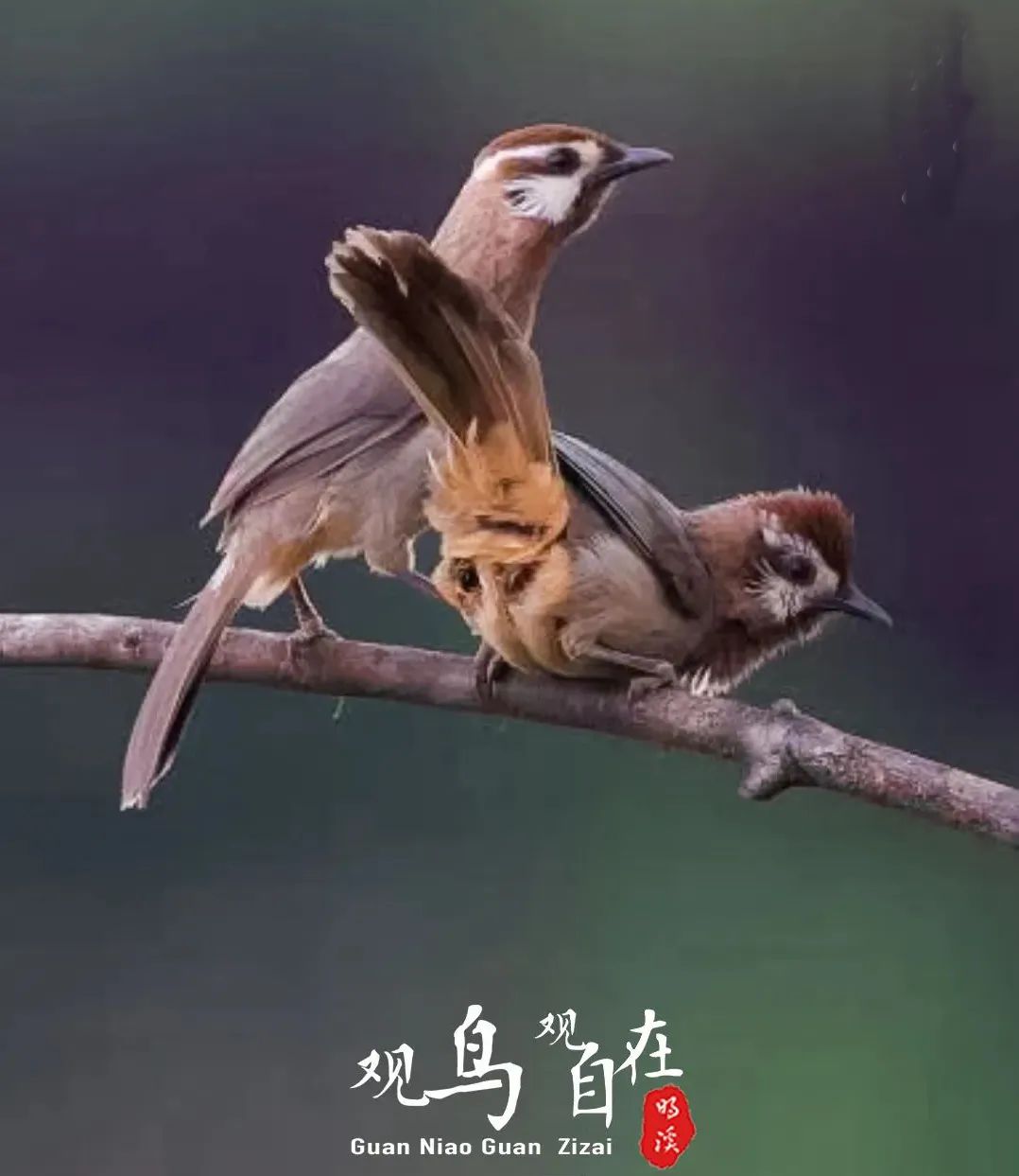 正文图片