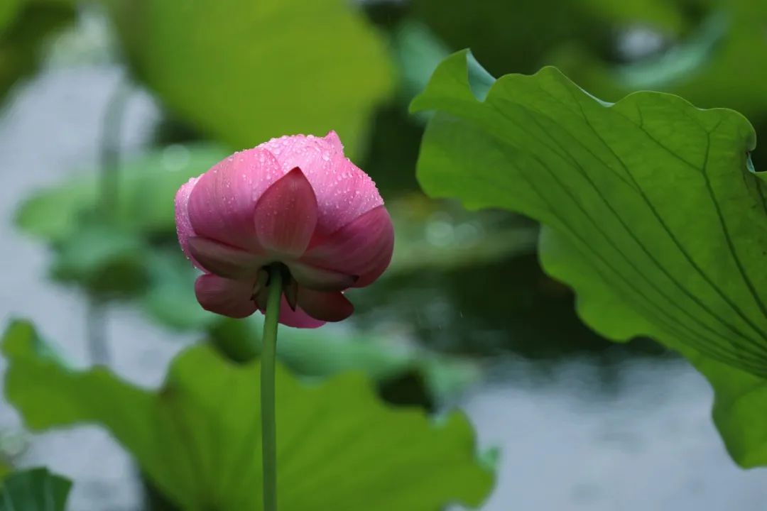 正文图片