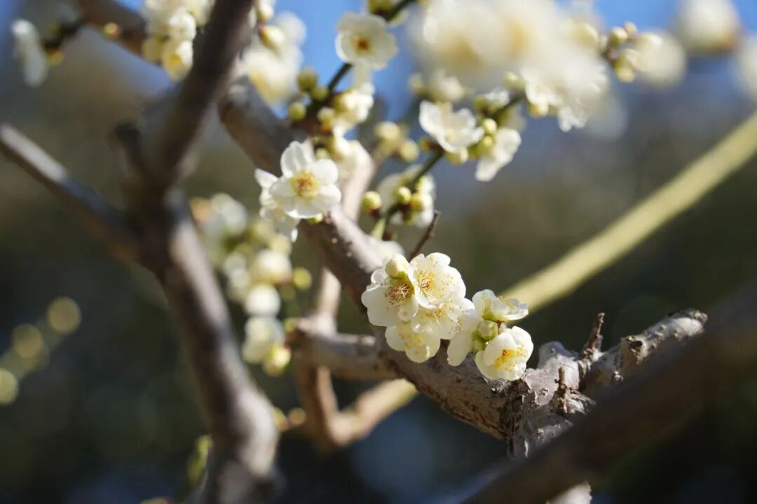 白梅“俏”登场，在素白芬芳里，聆听初春的私语