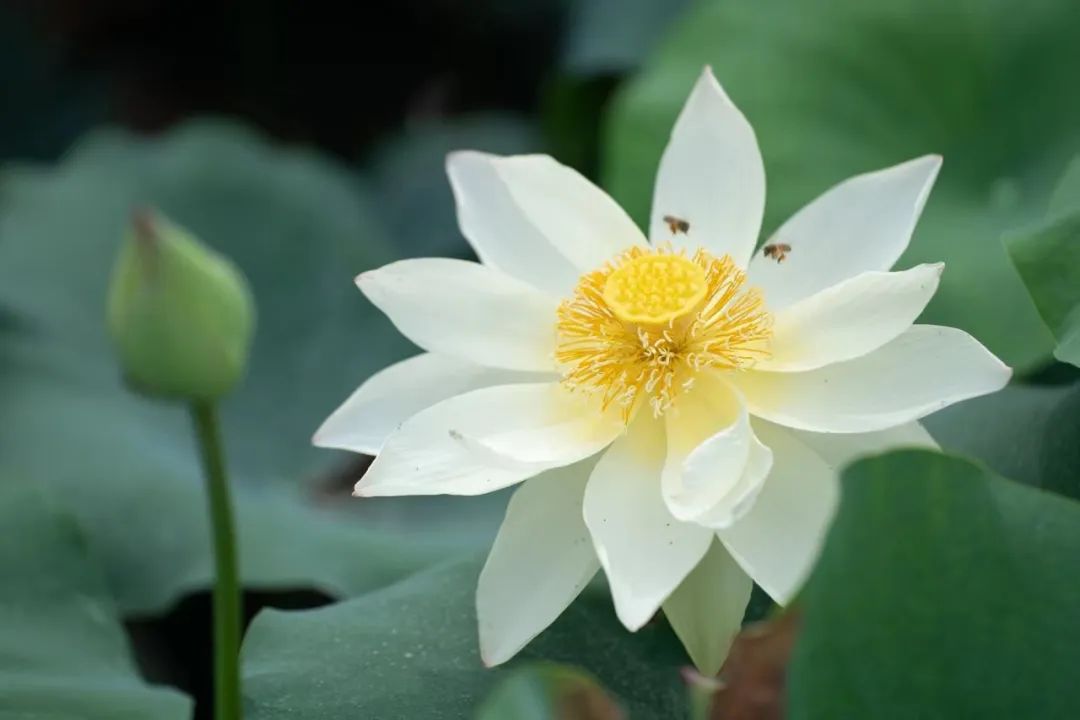 正文图片