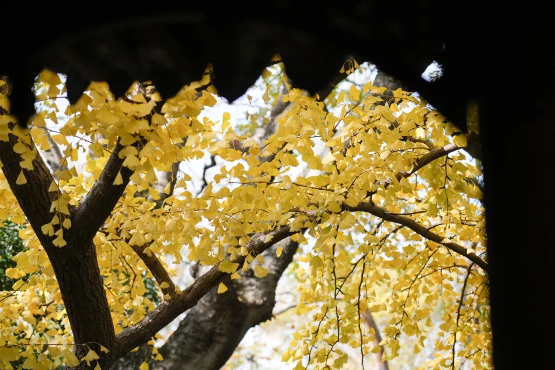 谁还没来秋霞圃？这几招教你拉满氛围感
