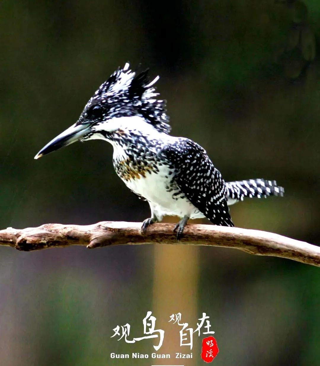 正文图片