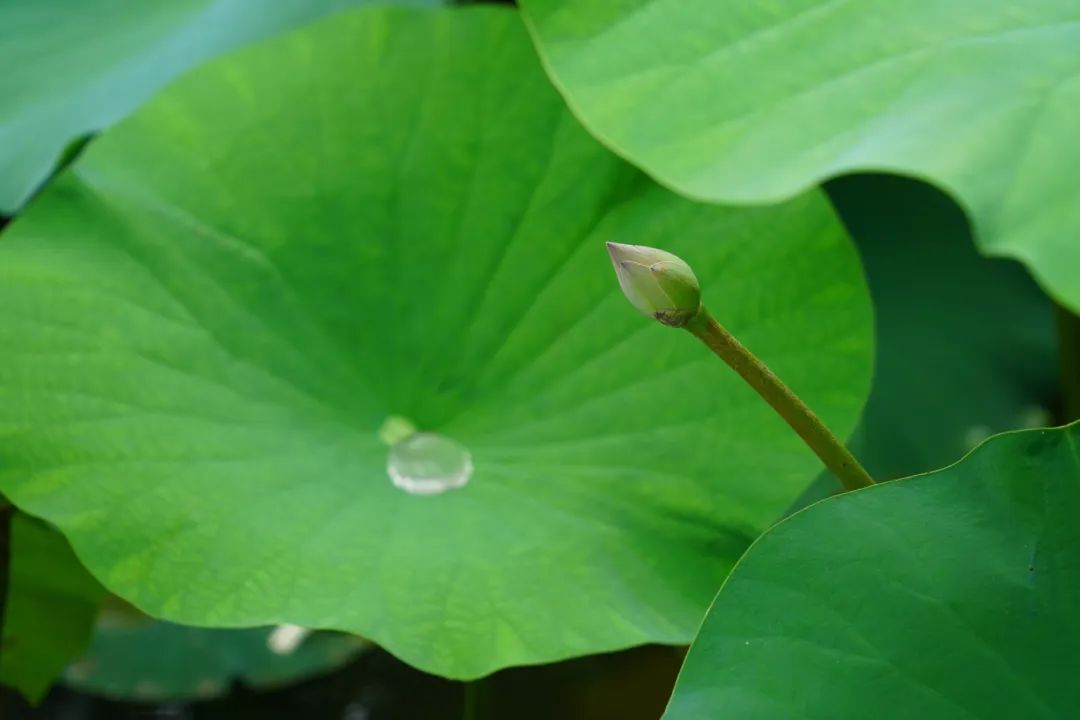 正文图片