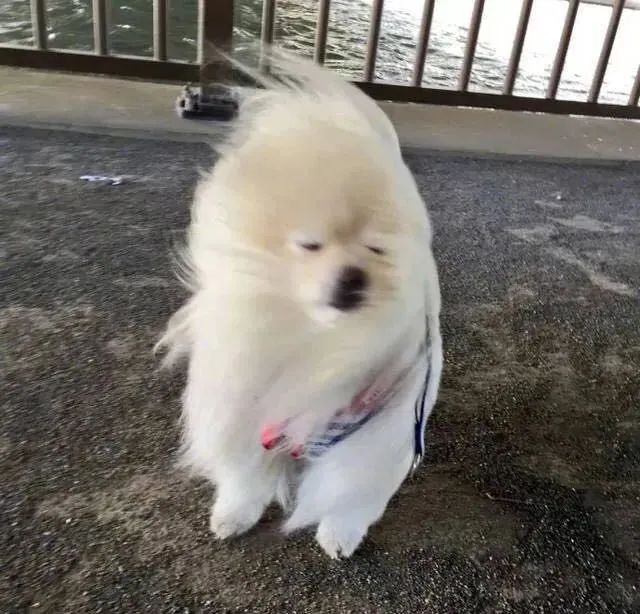 正文图片