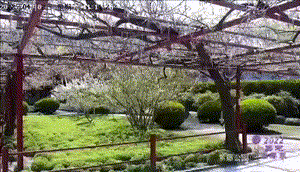 正文图片