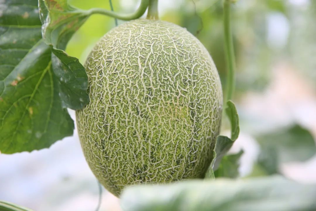正文图片