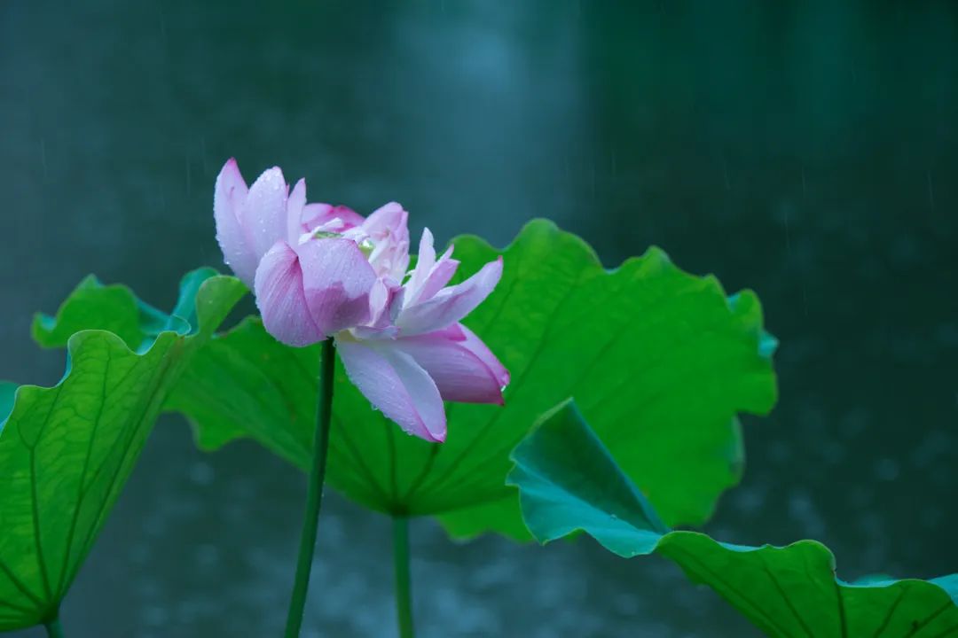 正文图片