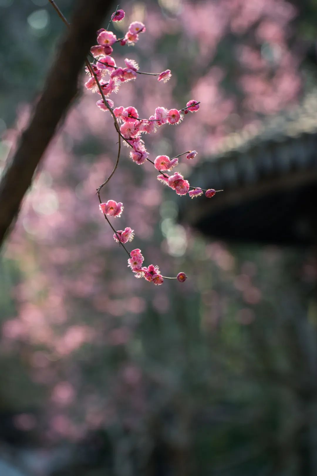 正文图片