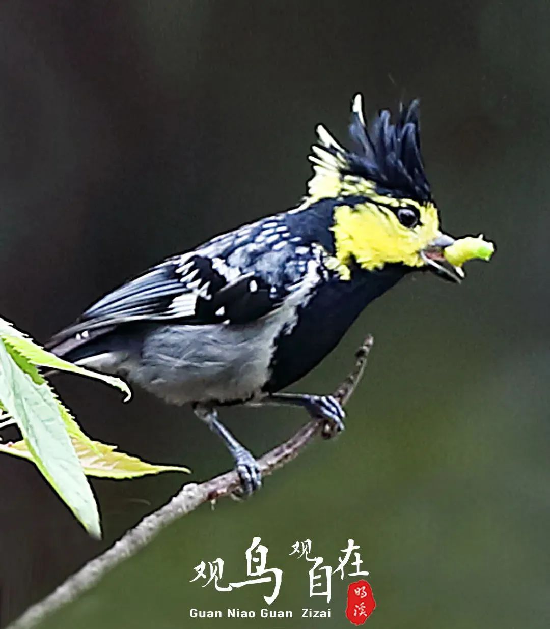 正文图片