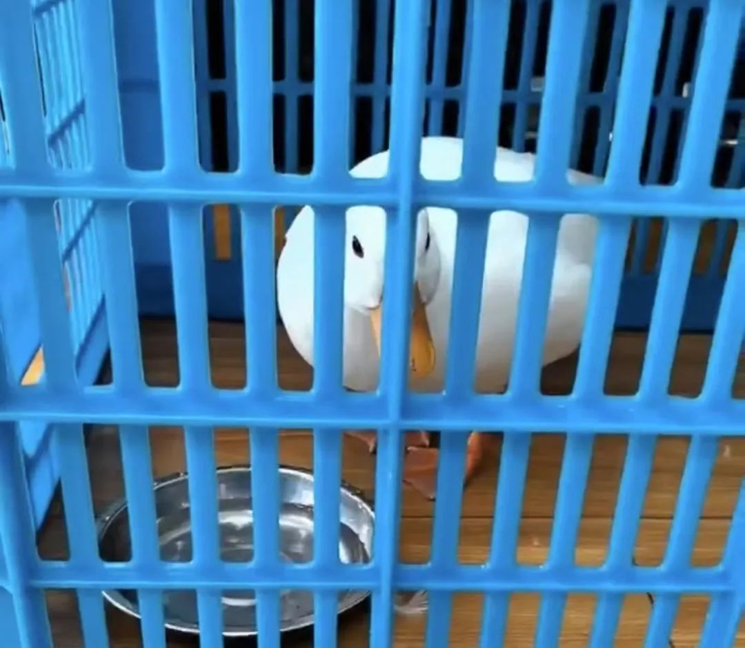 正文图片