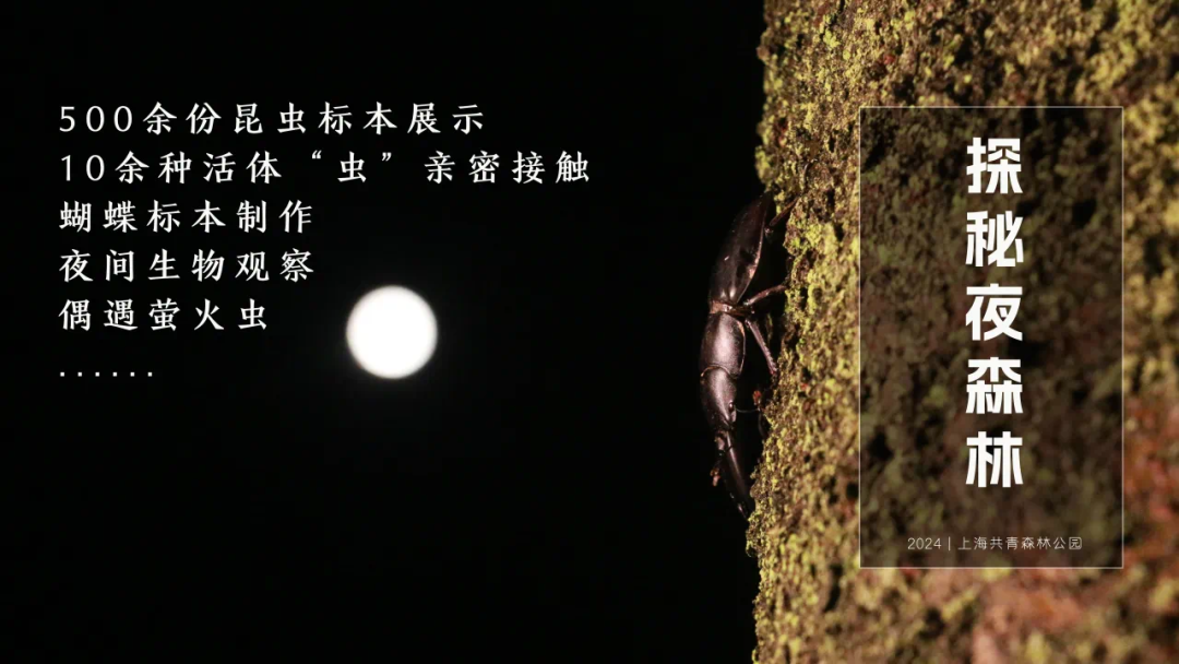 正文图片