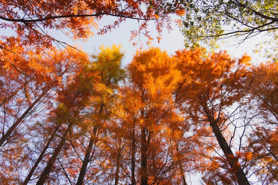 错过等一年！专属嘉北郊野的初冬“美拉德”色系上线