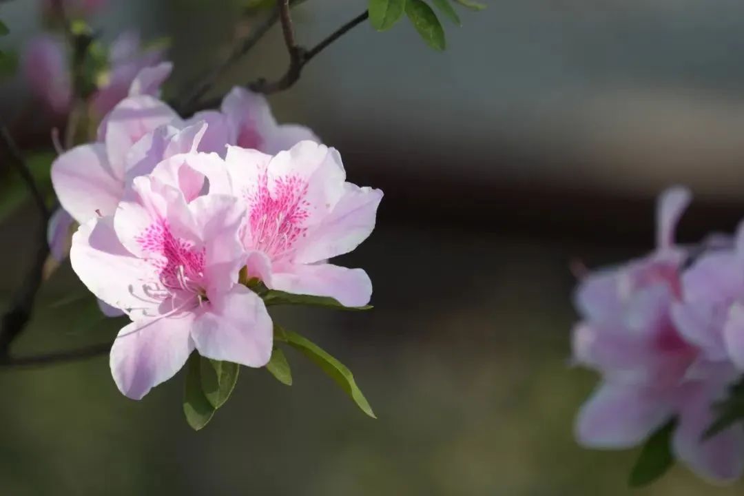正文图片