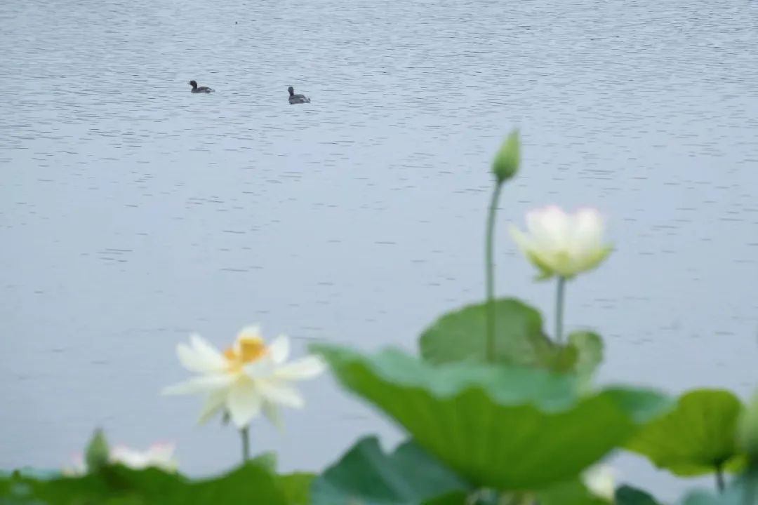 正文图片