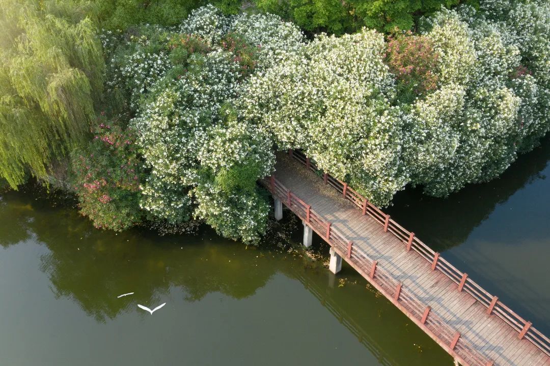 正文图片