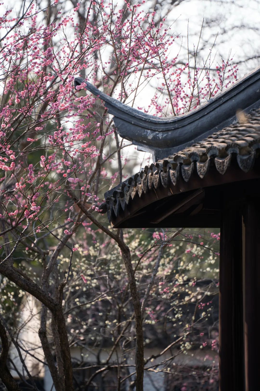 正文图片
