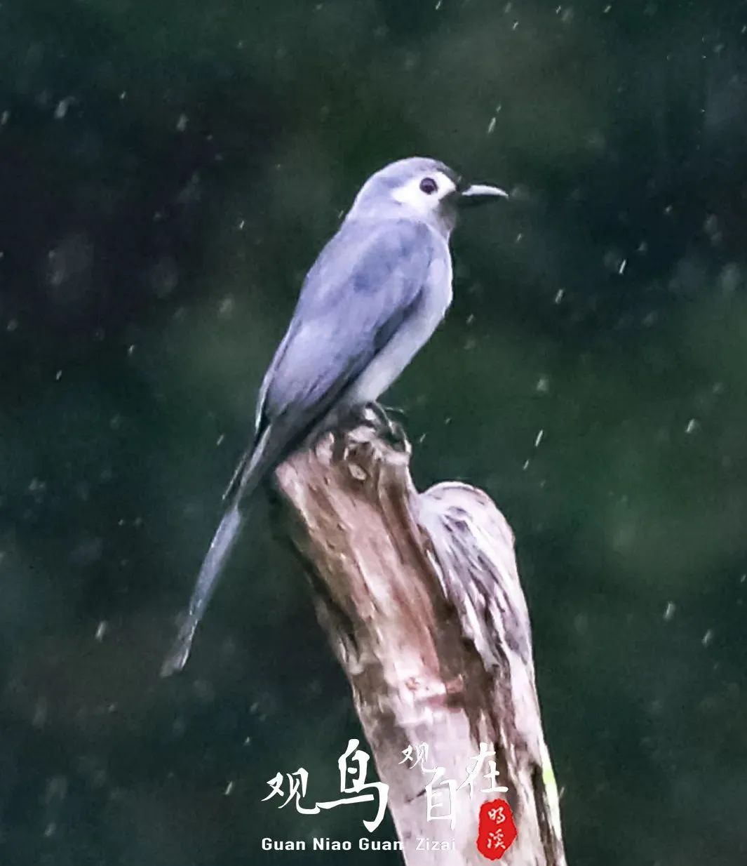 正文图片