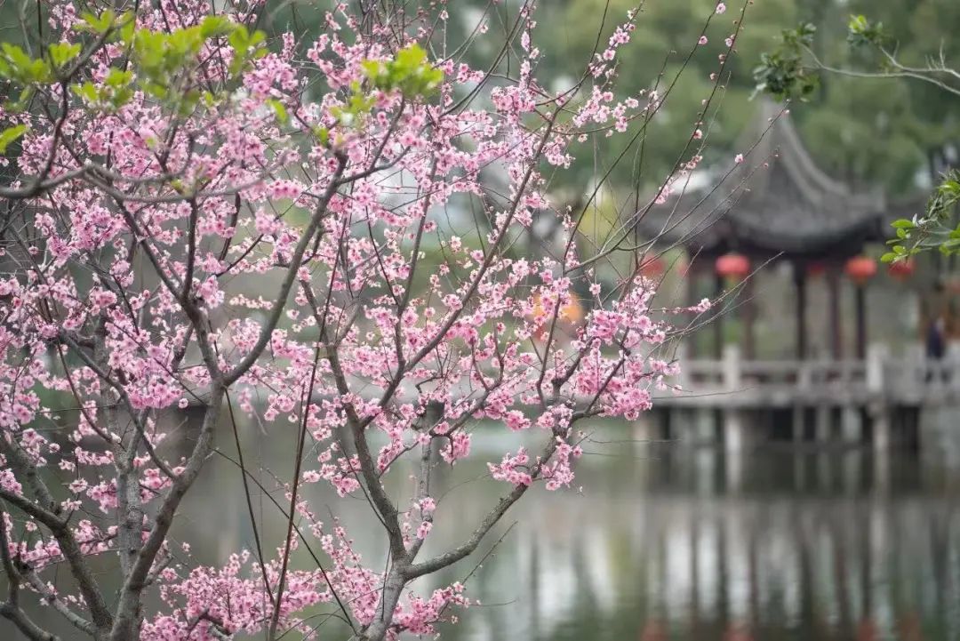 正文图片