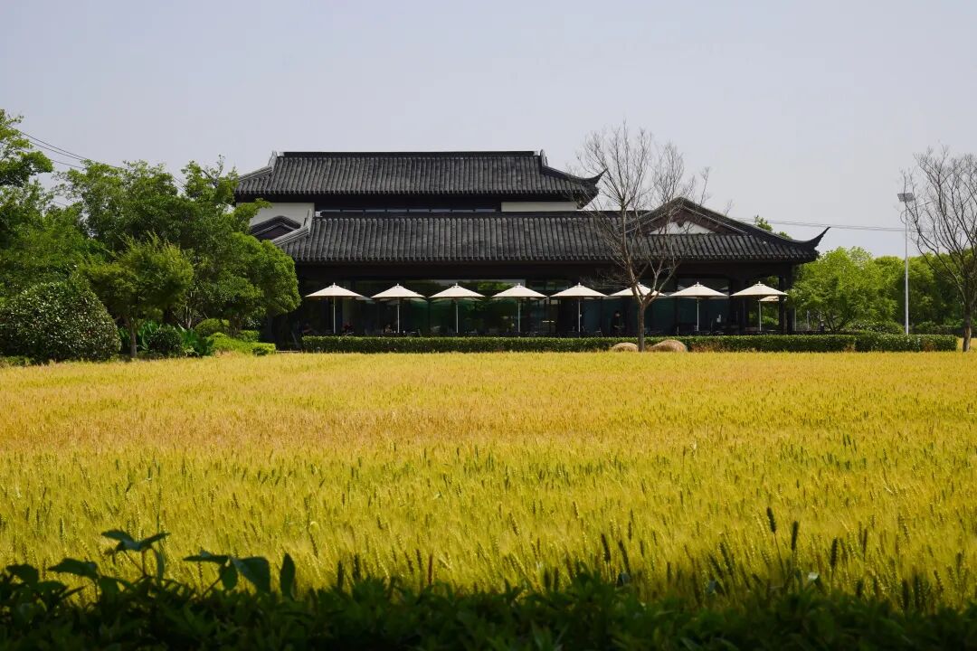 正文图片