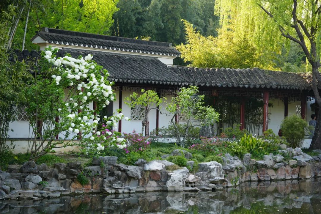 正文图片