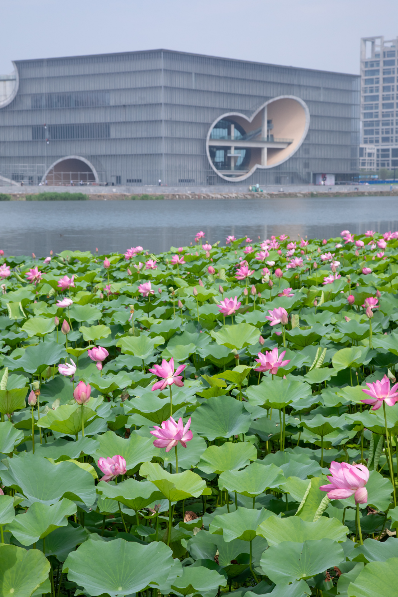 远香湖荷花图片