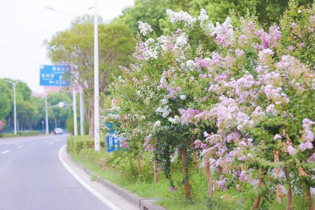 正文图片