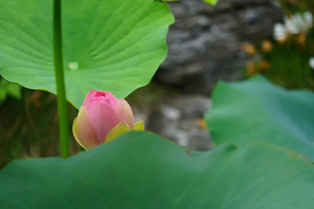 正文图片
