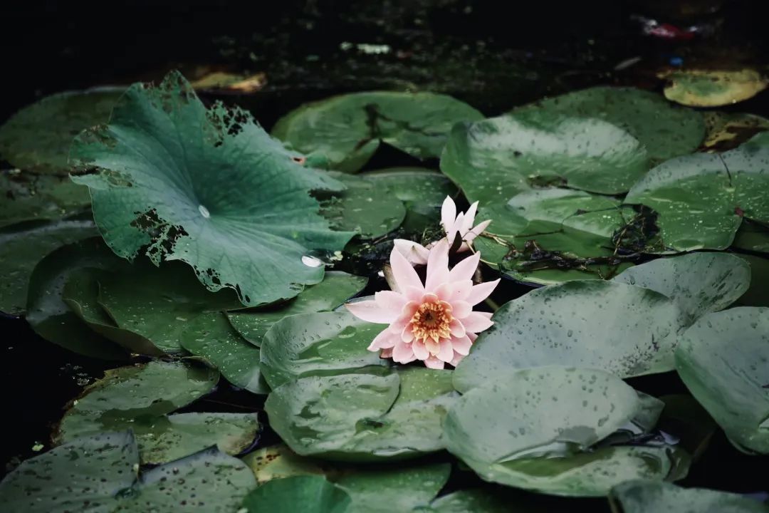 正文图片