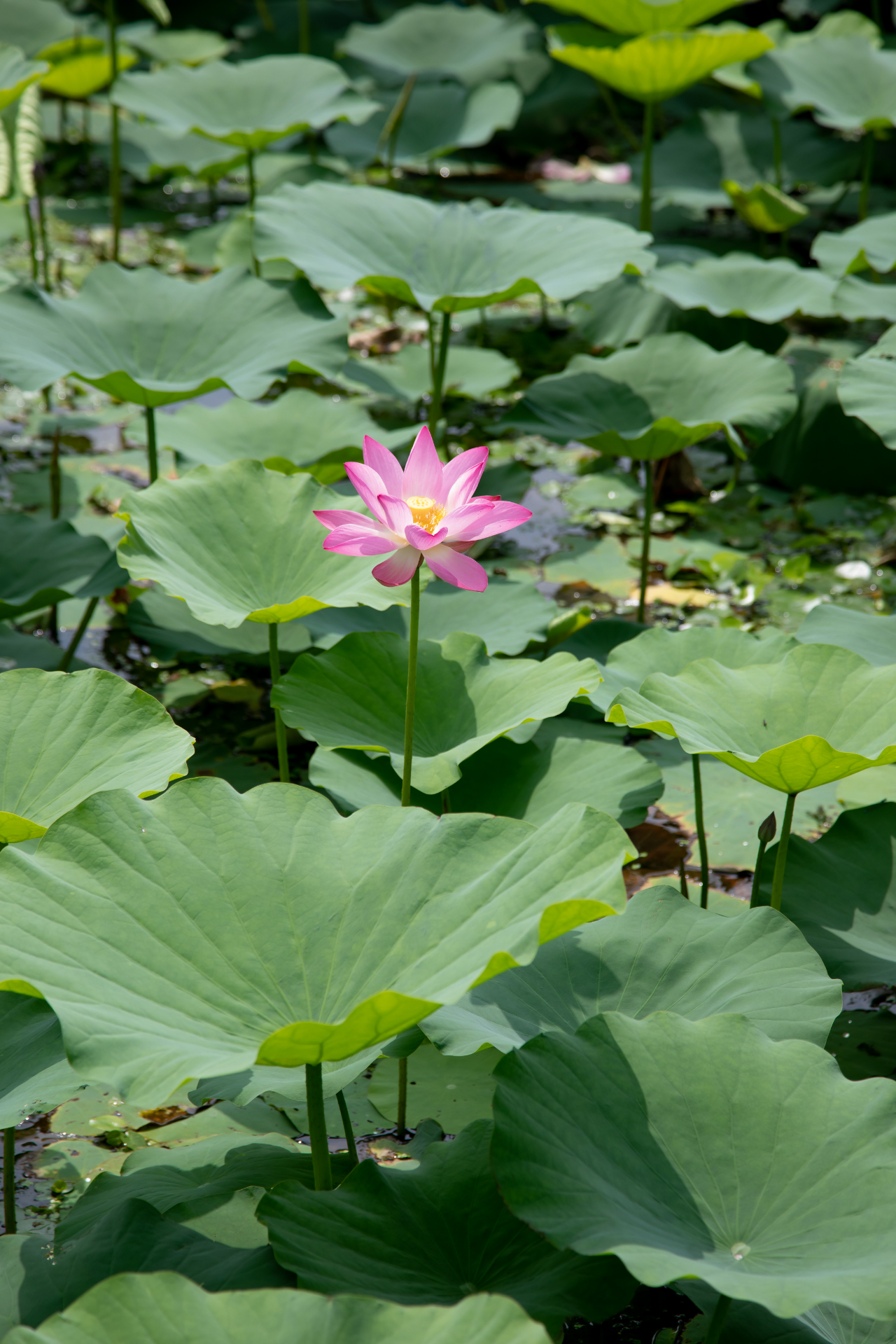 4cee645907fbee132568e8775340eb93.jpg 4cee645907fbee132568e8775340eb93.jpg