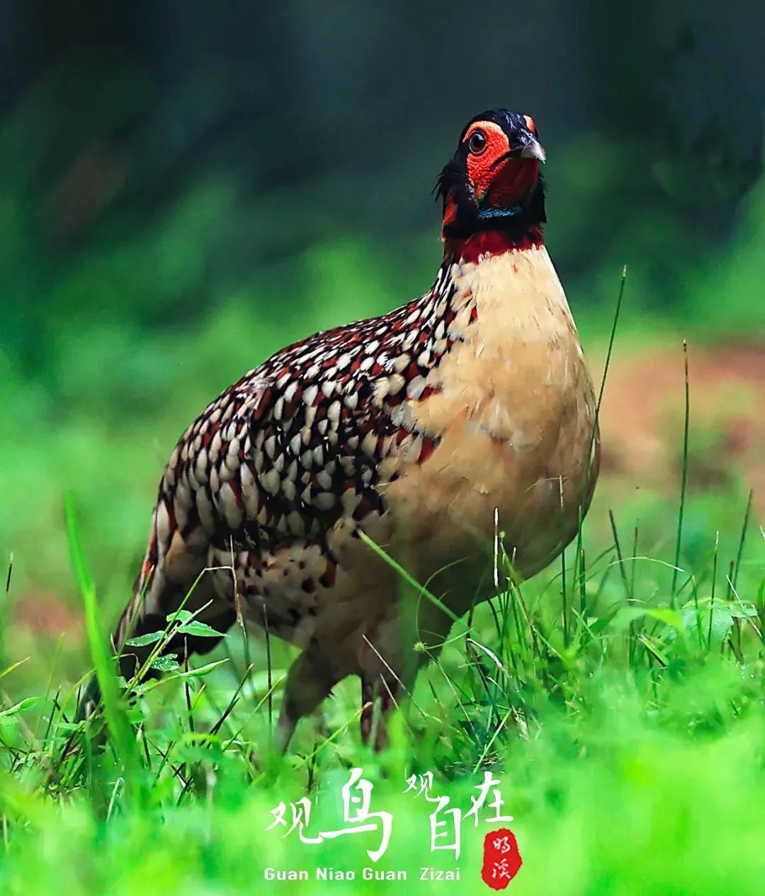 正文图片