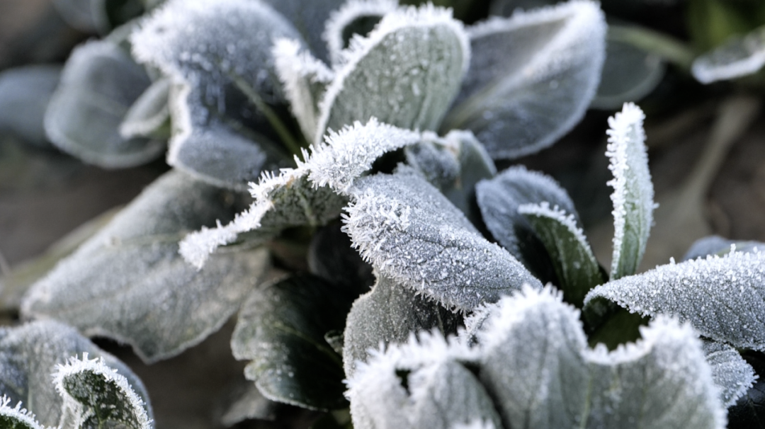 冻冻冻！到处都披上了“水晶外套”