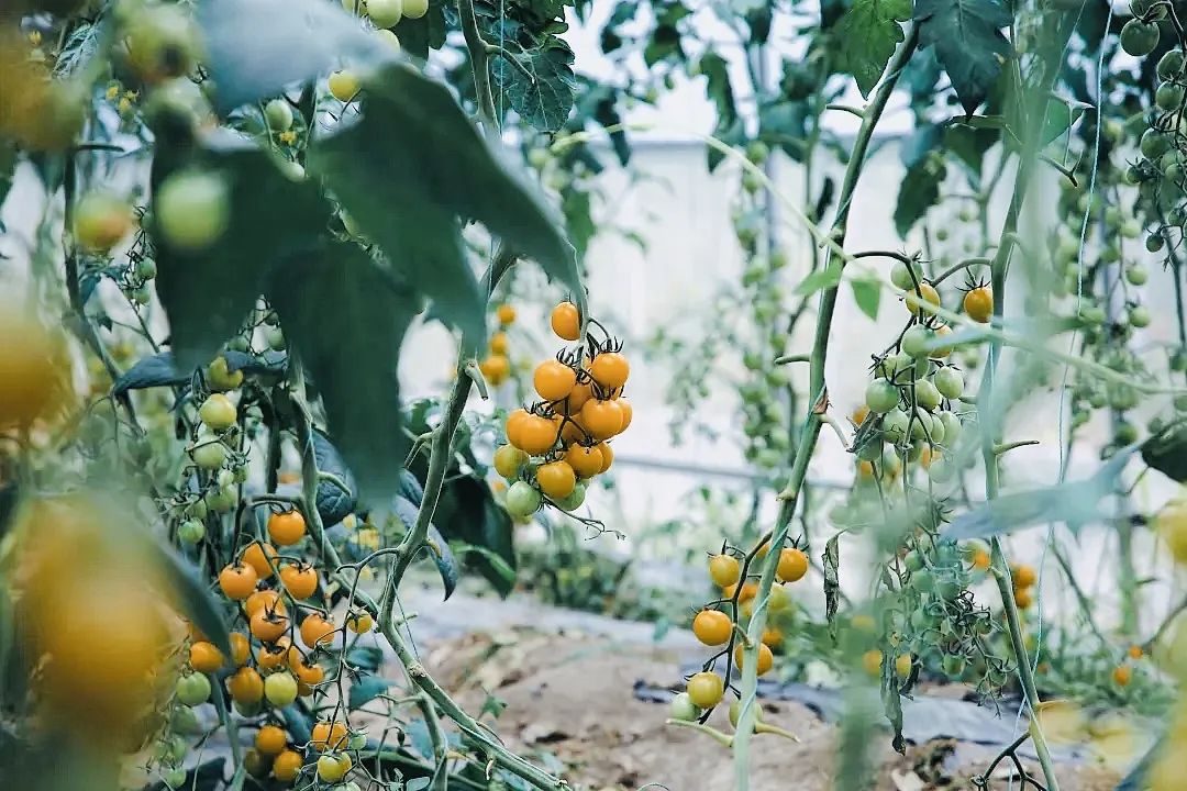 正文图片