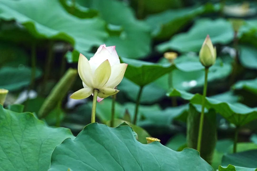 正文图片