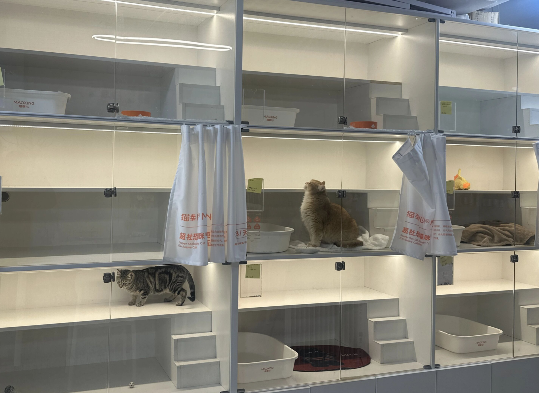 专人陪玩陪撸！嘉定毛孩子“托班”一窝难求